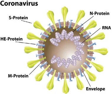 Коронавирус coronavirus control