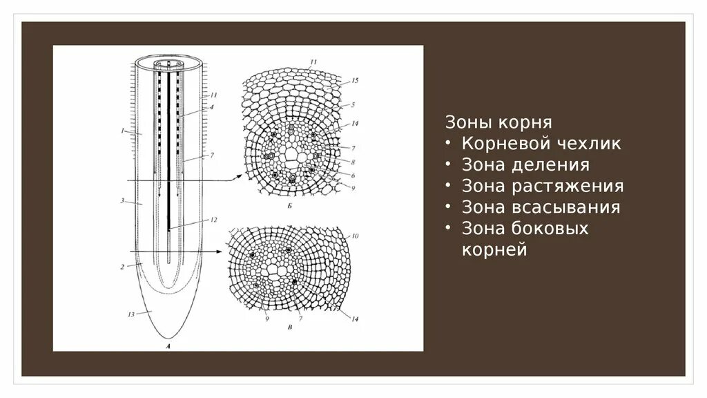 Зона деления корня ответ. Зона корня корневой чехлик зона деления зона. Зоны корня корневой чехлик. Корень зоны зона растяжения зона деления и корневой чехлик. Зона деления корня Анатомическое строение.