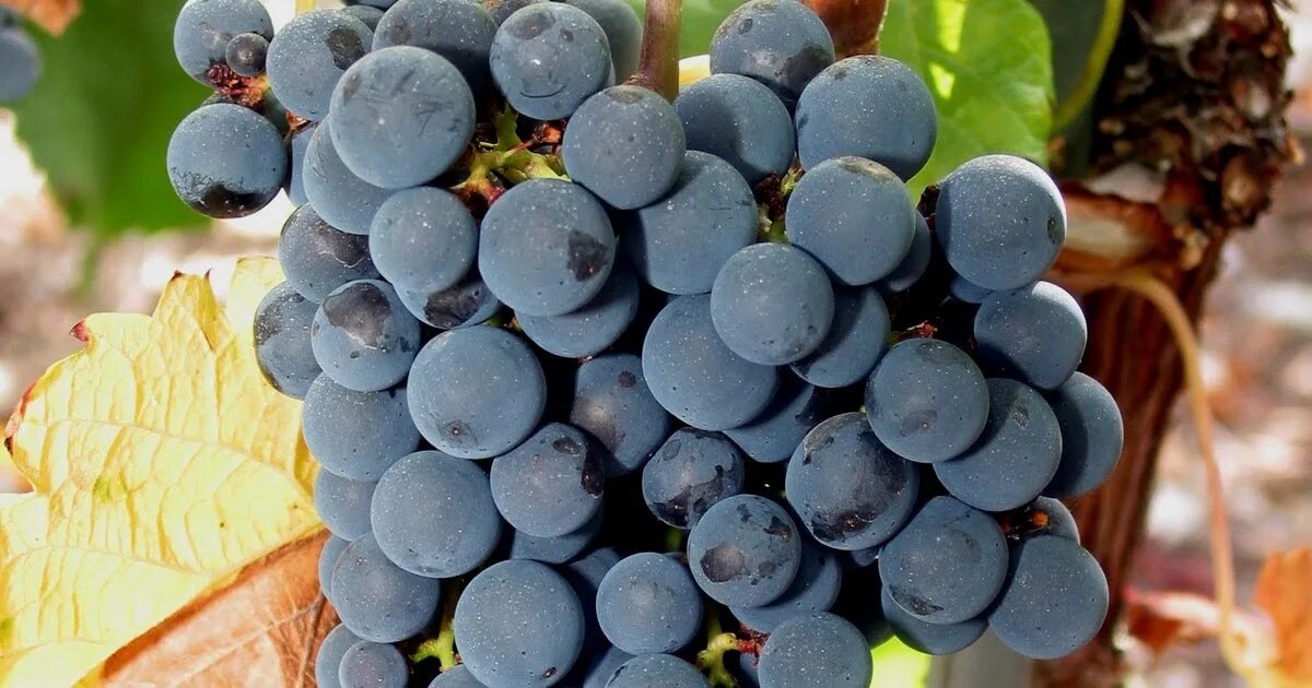 Виноград технический купить. Одесский черный сорт винограда. Одесский сувенир сорт винограда. Виноград Хусейн. Одесский черный сорт винограда описание.