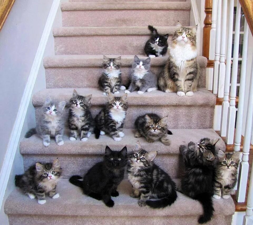 Приснилось много кошек. Много котиков. Очень много котят. Много котов в квартире. Коты на лестнице.