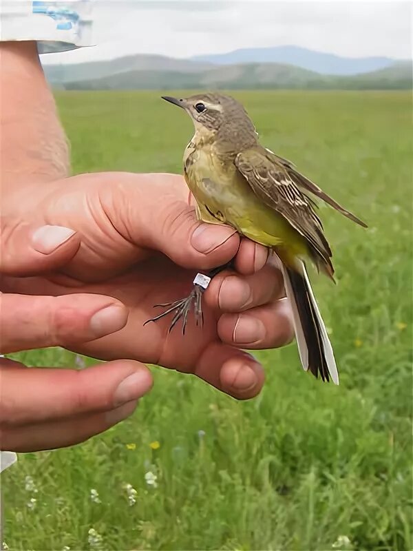 птица варакушка красная. стайные птицы башкирии. мелкие птицы башкирии. фото птиц башкортостана. пеночка башкирия.