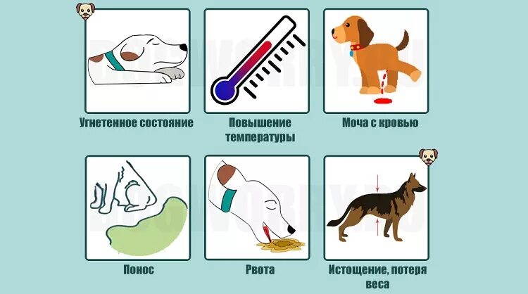 Почему собака пускает. Угнетенное состояние животного. Собака в воде. Собака пьет много воды.