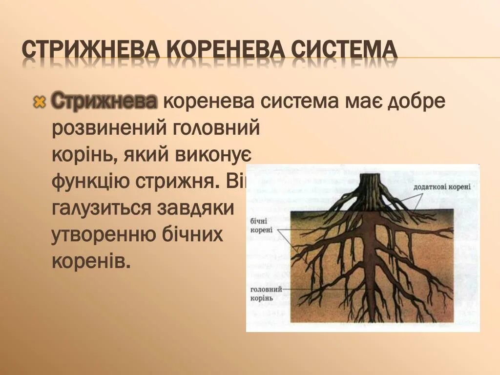 Вторая жизнь арсения коренева 2 читать. Коренева система. видозміна коренів. коренева система ольхи. стрижнева.