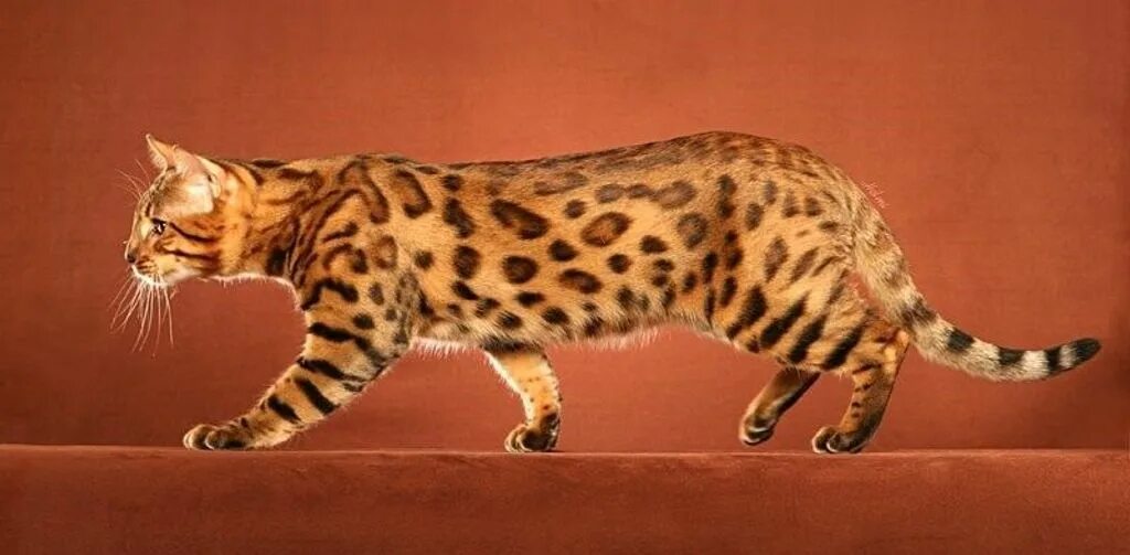 Уссурийцы кошки. Кошка уссури. Уссурийская кошка. Бенгальская кошка тойгер. Уссури порода.