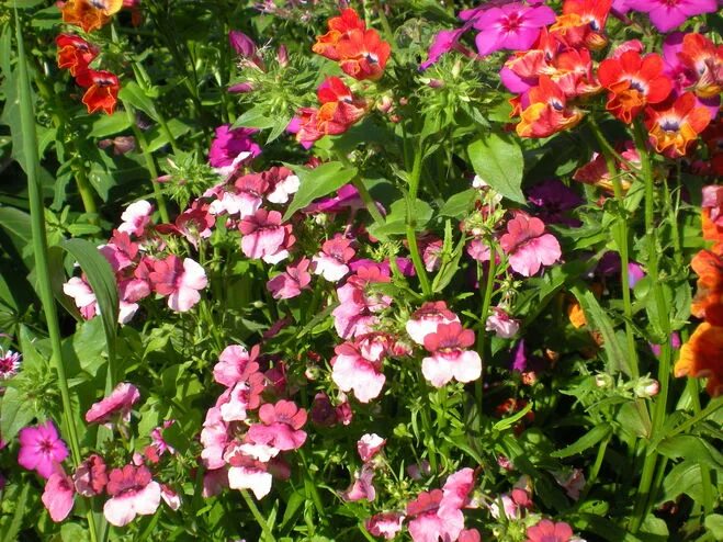 немезия в открытый грунт. немезия карнавал. немезия зобовидная триумф. немезия пышноцветущая. немезия ампельная.