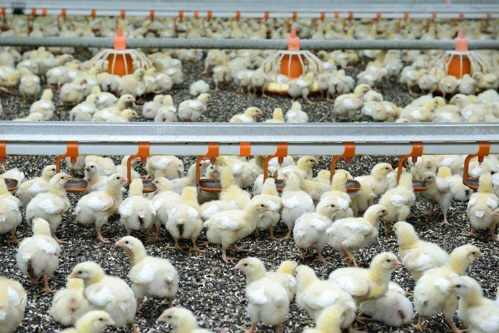 Ферма несушек. Несушка бизнес план. Поение птицы на птицефабрике. Бизнес план птицеводство. Породы кур несушек в карточке товара.