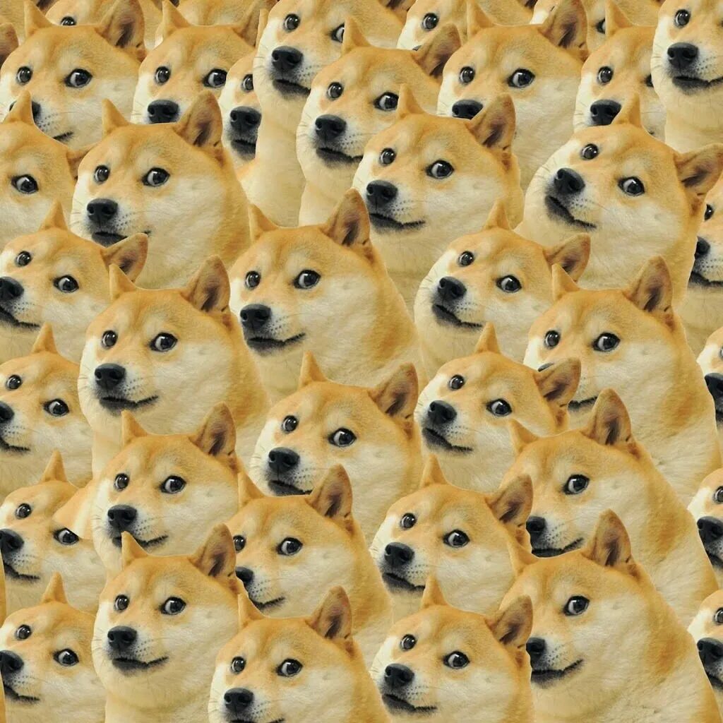 Много собак. Очень много собак. Очень много собачек. Очень много собачек. Очень много собачек.