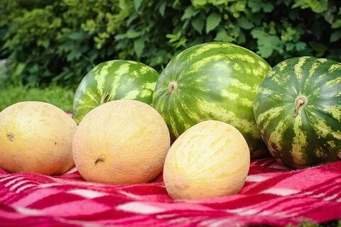 Дыня дороже арбуза