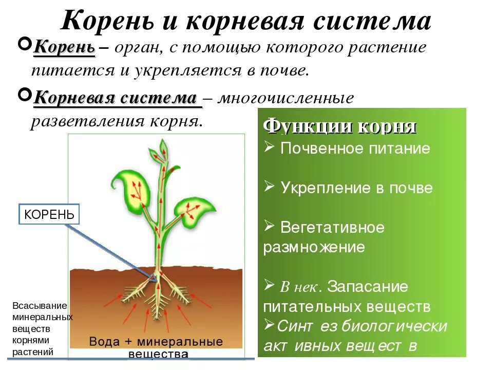 Корни растений. Корень как орган растения. Процессы которые происходят в растениях. Корень (ботаника).