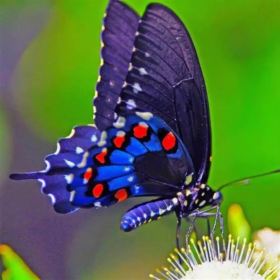 Бабочки фото 1 класс Swallowtail butterfly sitting on a blue flower Desktop wallpapers 640x960