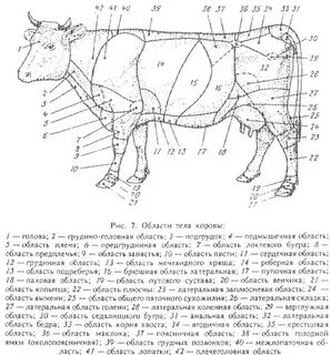 Туловище коровы