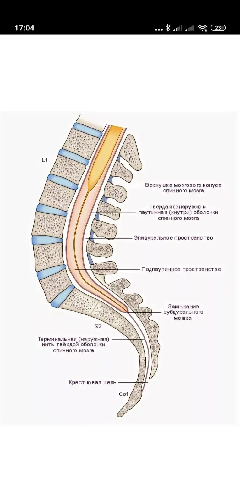 Твердая мозговая оболочка крестец. Поперечный срез позвонка поясничного отдела. Концевая нить спинного мозга. Сагиттальный разрез позвоночника.