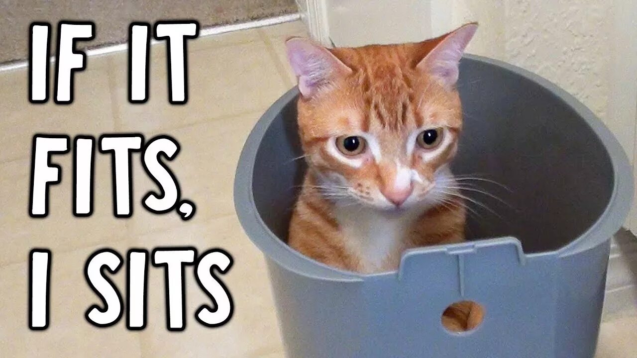 But в английском языке. Jennie 2017 из блэк пинк. What if it was all just a dream meme. If it. It all was just a dream.