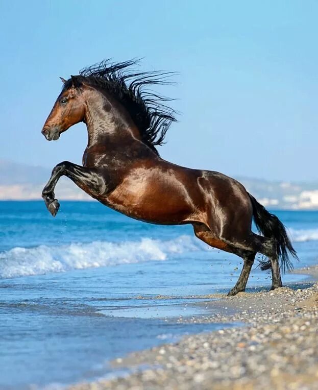 Черный конь скачет. Гнедой Мустанг. Пегий Мустанг лошадь. Лошадь арабский скакун Мустанг. Лошадь бежит.