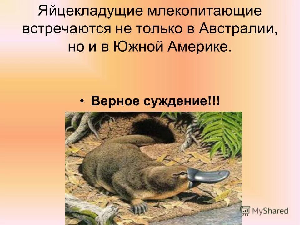 Австралийская ехидна детеныши. Отряды высших плацентарных млекопитающих. Ареал яйцекладущие. Сумчатое яйцекладущее млекопитающее. Австралийская ехидна.