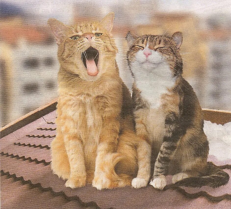 Поющие коты. Кошка поет. Два кота. Котята поют.