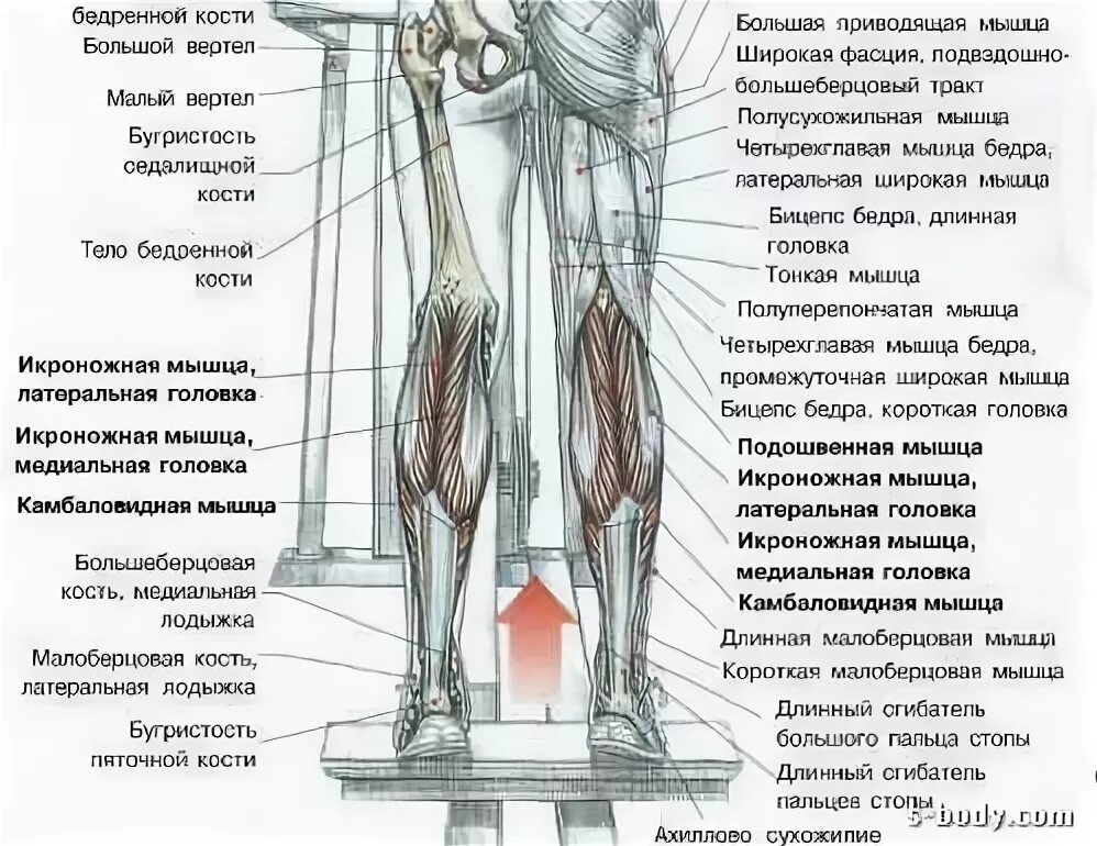Болит икра на ноге причины и лечение. Латеральная головка икроножной мышцы функции. Икроножная мышца анатомия. Мышца под икроножной мышцей. Строение голени и икроножных мышц.