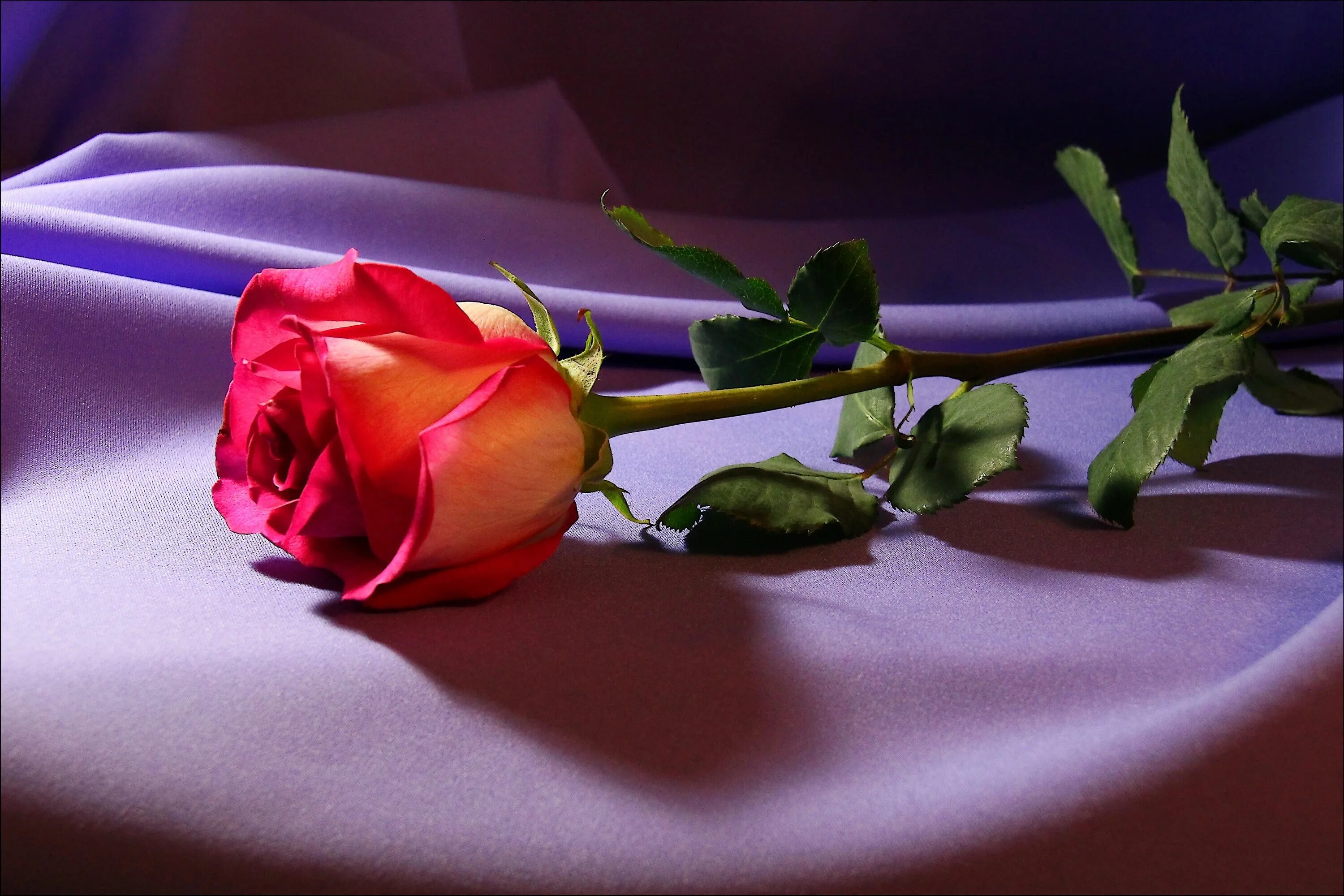 Светы картинка. Цветы для любимой женщины. Поздравления с днем Татьяны всех Татьян. Одинокая роза. Розы для любимой.