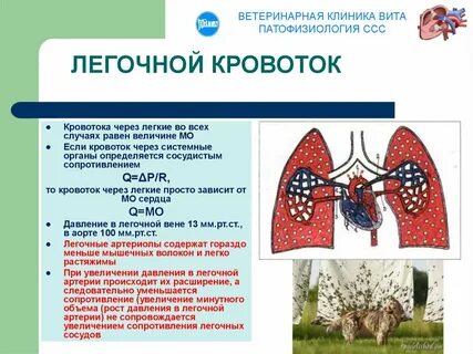 Легочный кровоток