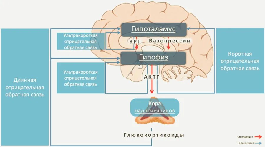 Схема работы системы гипоталамус гипофиз надпочечники. Ось гипоталамус – гипофиз - гормоны коры надпочечников.