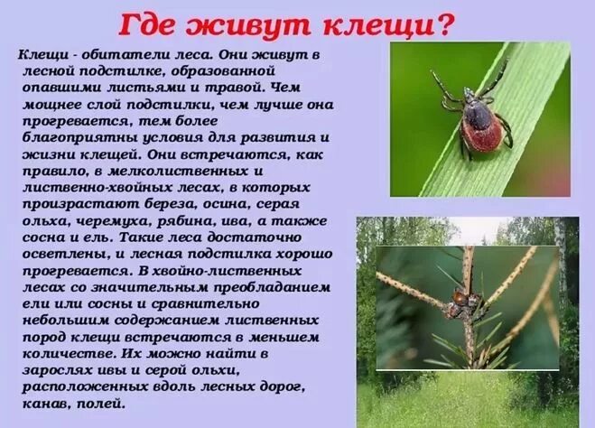 Есть ли клещи на деревьях