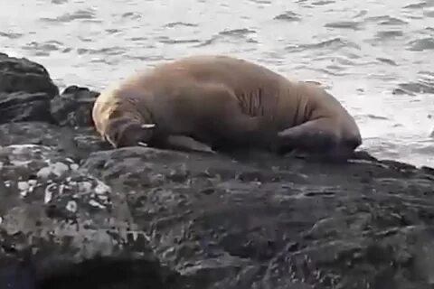 Морж на себе добывает