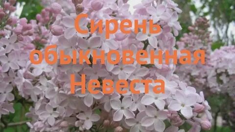 Сирень как невеста стояла вся в белом