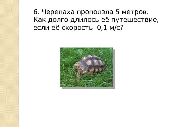 Скорость черепахи в минуту. Решение задач с черепашкой. С какой скоростью плавают черепахи. Черепаха первая скорость. Черепаха за первую минуту проползла 4.7 м