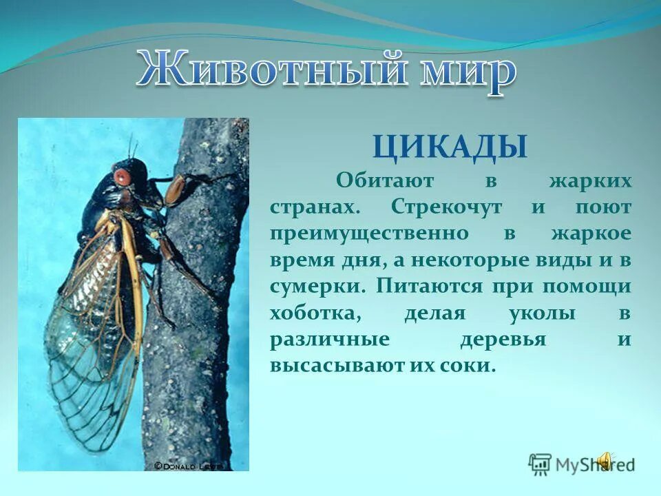 Сообщение о цикаде. Цикада текст. Цикада текст. Цикада текст. Равнокрылые подотряды.
