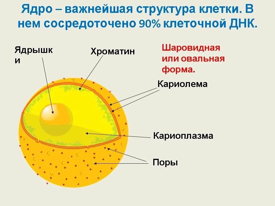 Строение ядра урок. Строение клеточного ядра строение и функции. Ядро и ядрышко строение. Строение ядра клетки. Строение растительного ядра.