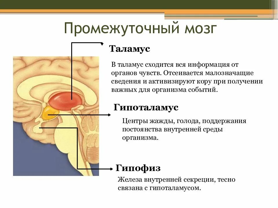 А также внутреннее и. Структуры промежуточного мозга. Промежуточный мозг строение и функции анатомия. Строение мозга таламус гипоталамус. Промежуточный мозг таламус гипоталамус.
