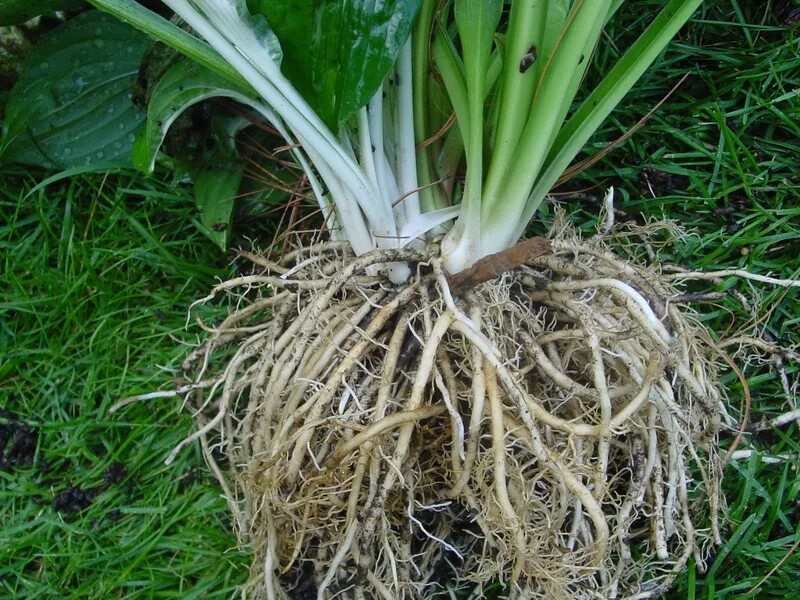 Корневища хоста. Хоста деленка. Хоста корневище. Хоста черенкование. Хоста honeybells.