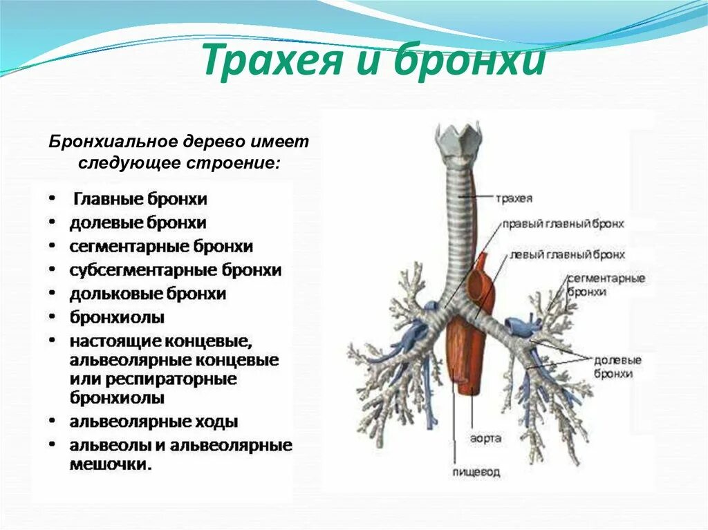 Бронхи и бронхиальное дерево анатомия. Строение трахеи с бронхами. Трахея и бронхиальное дерево анатомия. Бронхи функции анатомия. Функции трахеи животных