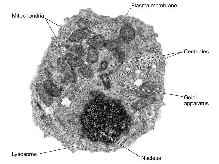 Year 11 Bio. Key Points: Cell organelles and their function Animal cell, Cell or