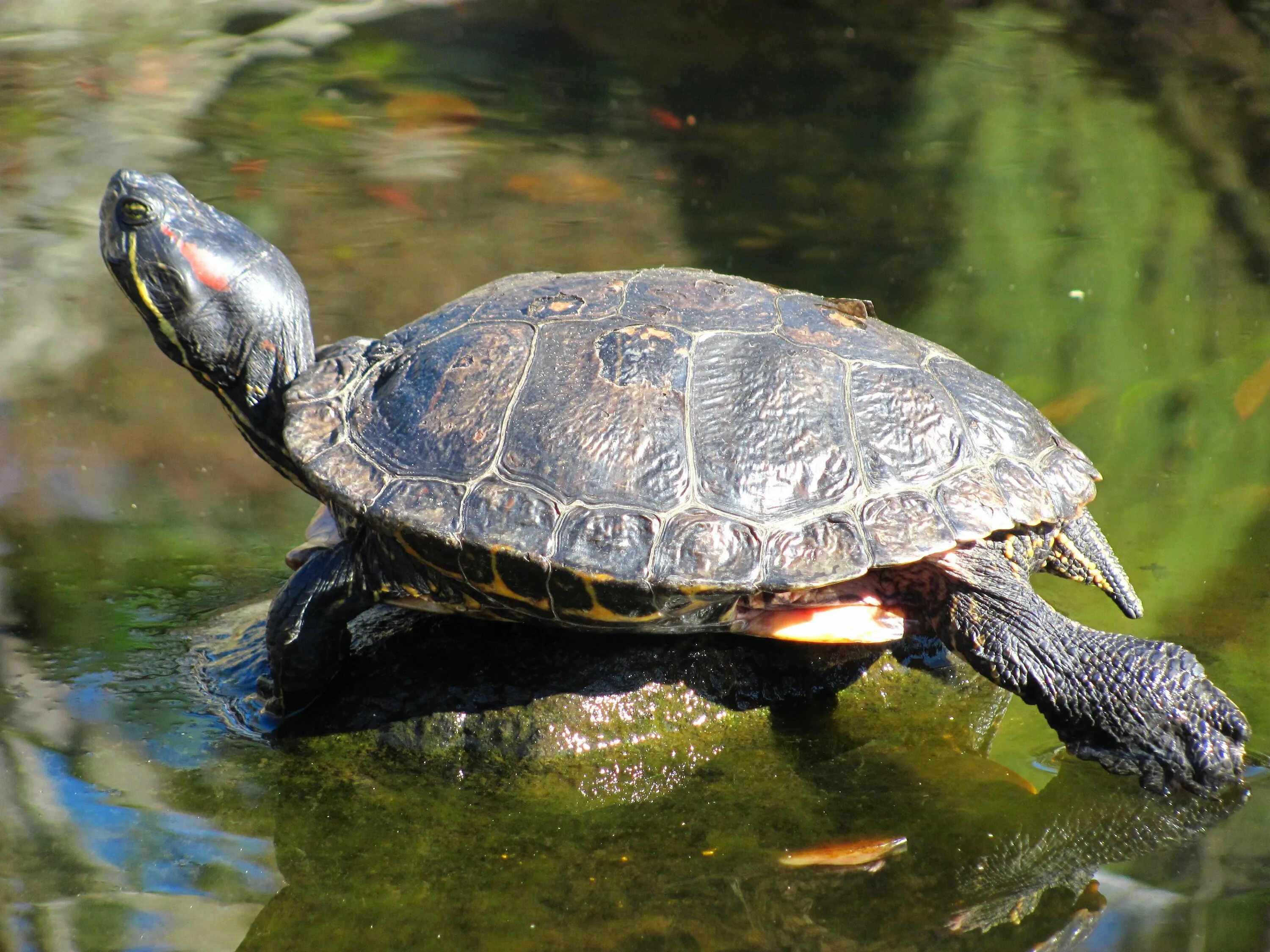 Черепахи весной. Средиземноморская Болотная черепаха. Красноухая Болотная черепаха. Красноухая Пресноводная черепаха. Красноухая водоплавающая черепаха.