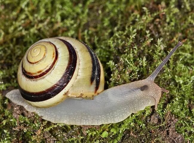 Малазийская трубчатая улитка. Улитка мартензи. Улитки средней полосы россии. Улитка среднего. Личинка виноградной улитки.