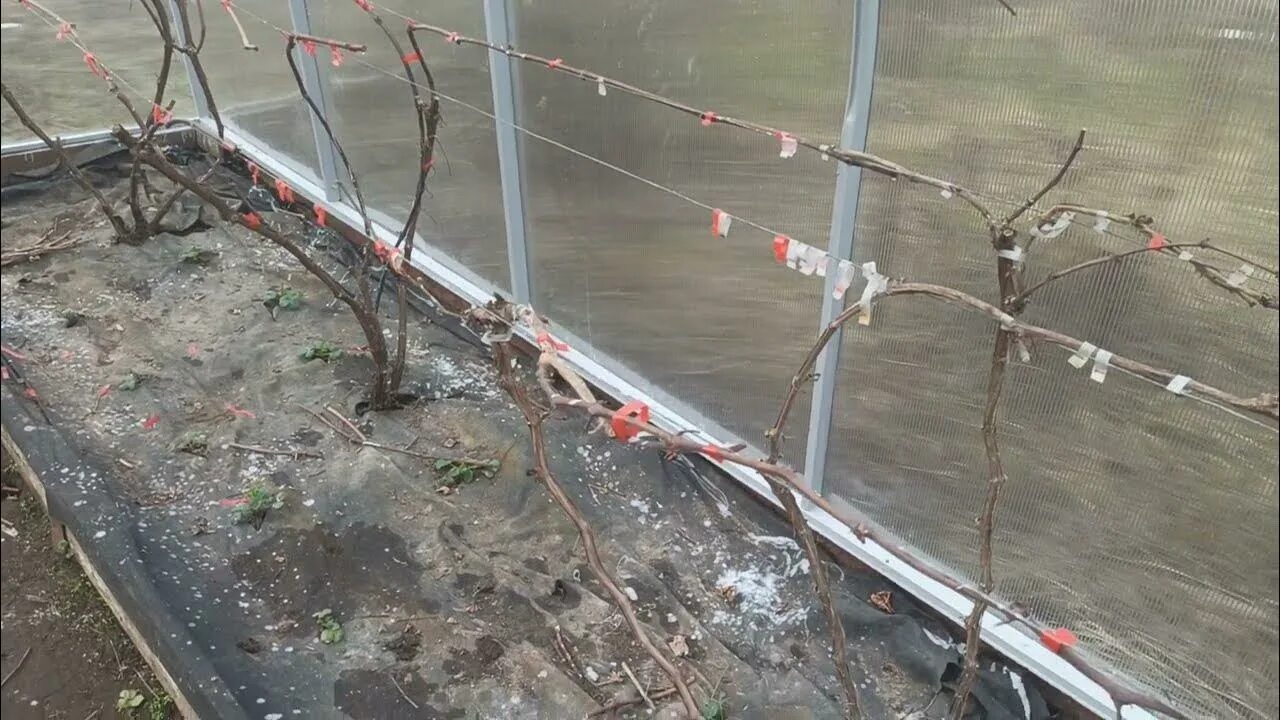 Виноград после зимы сухой. Подвязка винограда. сухая подвязка винограда. подвязка винограда после зимы. подвязка винограда весной.