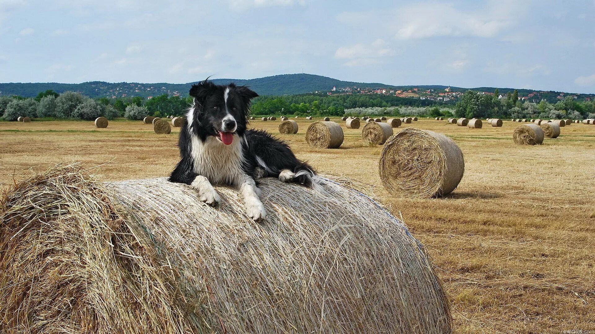 Что значит выражение собака. Собака на сене. Собака на стоге сена. Собака лежит на сене. Сено на ферме.