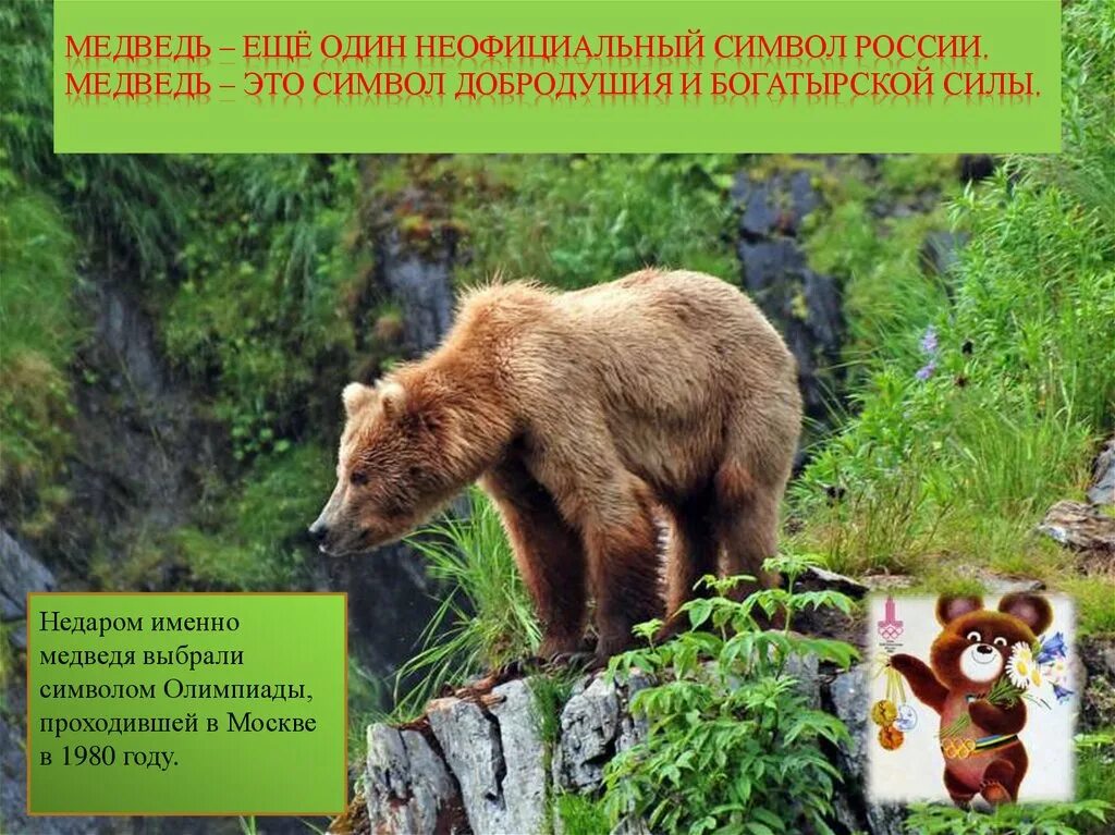 Медведь символ России. Неофициальные символы России. Неофициальные символы России медведь. Бурый медведь неофициальный символ России. День медведя сценарии