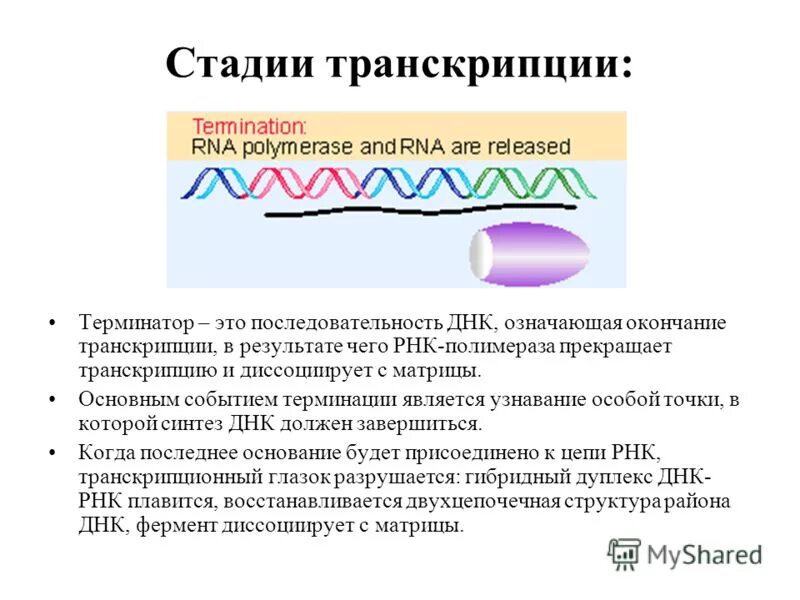 Что такое транскрипция в биологии. Этапы процесса транскрипции. транскрипция днк этапы. транскрипция рнк этапы. транскрипция молекулярная биология.