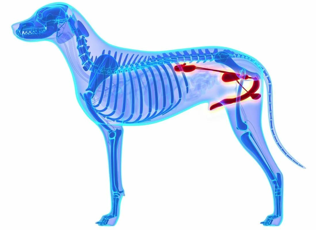 У каких животных печень. Желудочно-кишечный тракт собаки. Пищеварительная система собаки.