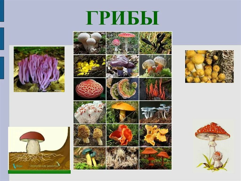 Биология 4 царства живой природы. Разнообразие живого царства. Разнообразие живого царства. Разнообразие живой природы. Царство растений животных грибов бактерий вирусов.