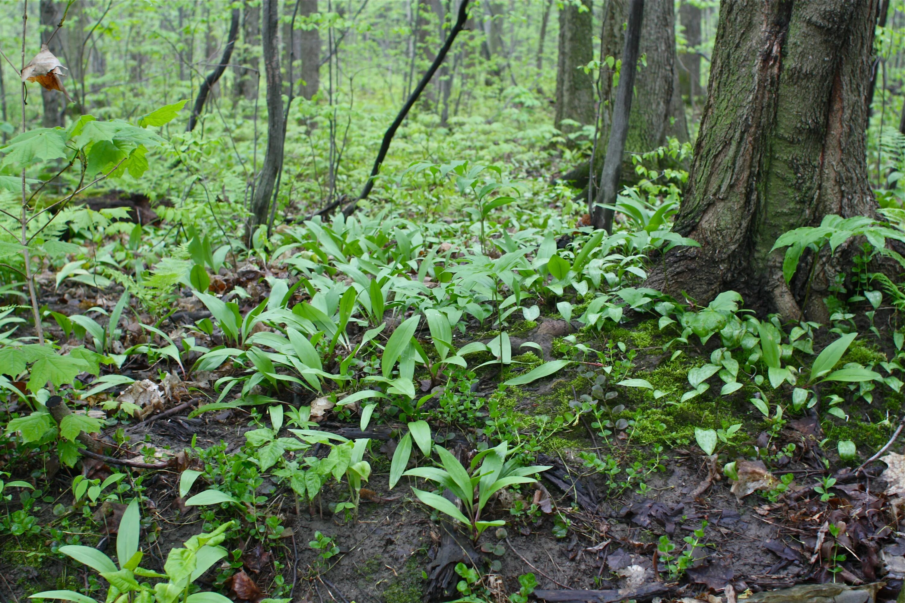 Rainforest plants. Растения в лесу. Растения леса. Растительность лесов. Растительность в лесах.