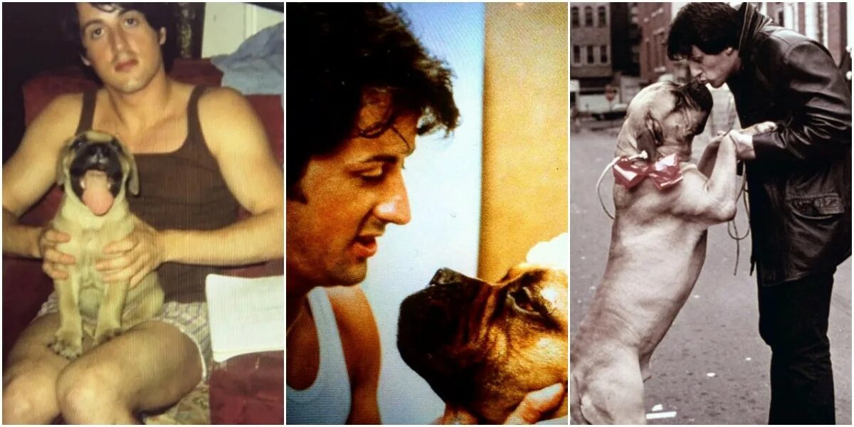 Бульмастиф сильвестр сталлоне. Баткас сталлоне собака. Собака сильвестра сталлоне. Сильвестр сталлоне и баткус. Собака сильвестра сталлоне.