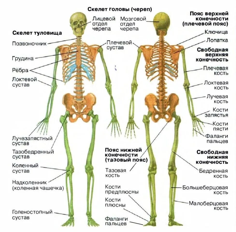 Кости позвоночника бедро и печень покажи. Строение скелета человека схема. Строение скелета человека с названиями костей. Общий план строения скелета человека. Строение скелета человека костей биология.