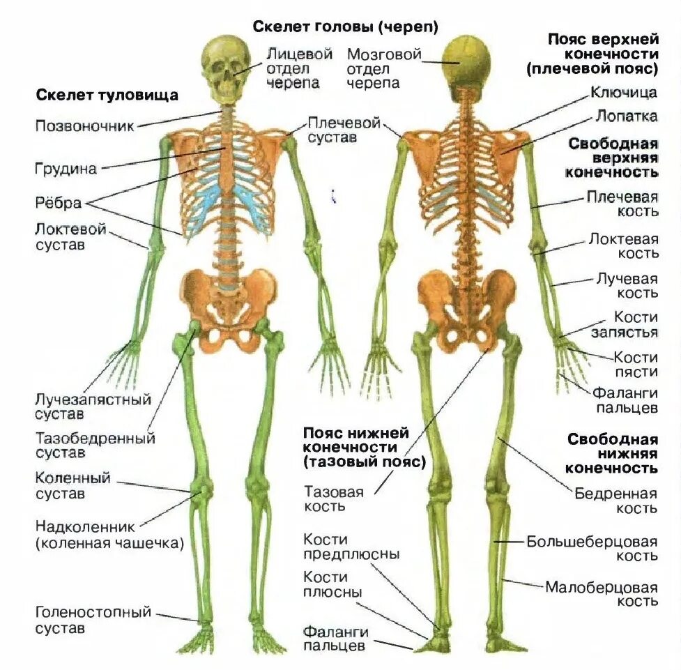 Подпишите названия костей скелета. Строение скелета человека схема. Строение скелета человека с названиями костей. Общий план строения скелета человека. Строение скелета человека костей биология.