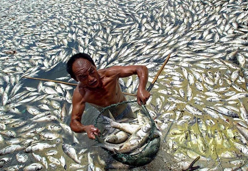 Рыба которая живет в мутной воде. Рыба которая живет в мутной воде
