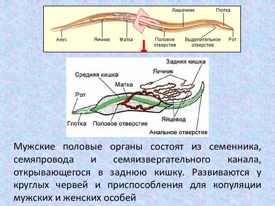 Половая система у круглых червей гермафродиты. Плоские черви половая система и размножение. Тип круглые черви половая система. Круглые черви гермафродиты или раздельнополые. Строение пиявки половая система.