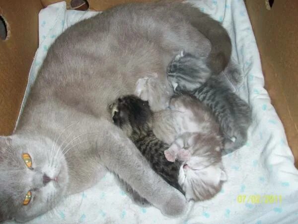 Сколько котят может быть у кошки. Британская кошка родила котят. Сколько котят рожает кошка.