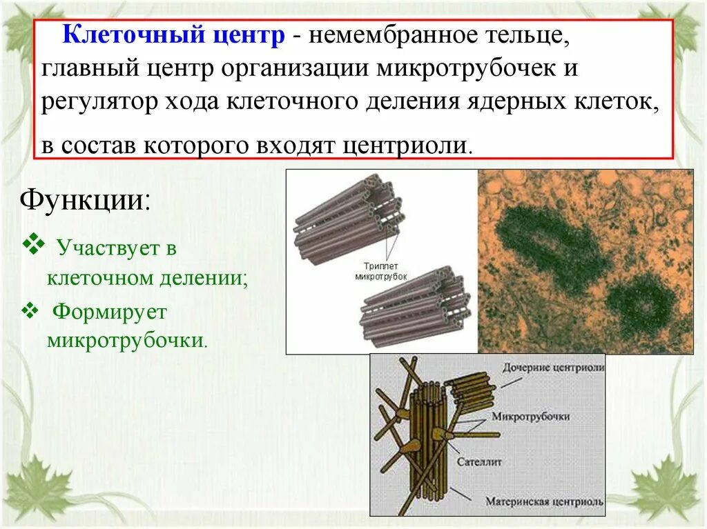 Клеточный центр признаки. Клеточный центр строение и функции. Клеточный центр клетки строение и функции. Клеточный центр и центриоли строение и функции. Клеточный центр строение состав и функции.